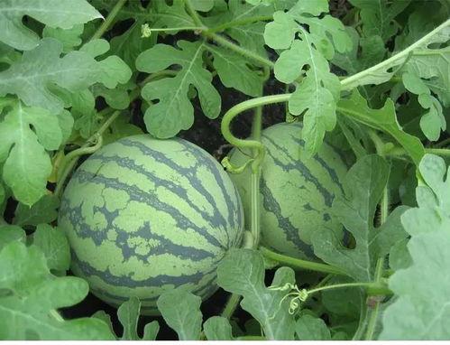 吃瓜王仙林,揭秘娱乐圈背后的那些事儿