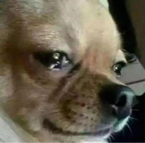 狗子吃瓜的表情,表情包界的“吃瓜群众”  第2张