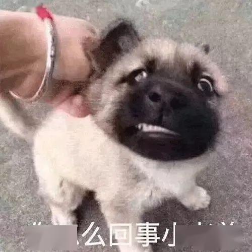 狗子吃瓜的表情,表情包界的“吃瓜群众”  第3张