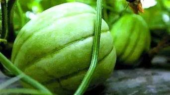 亭林瓜怎么吃,解锁美味新体验