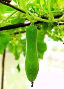 这个瓜还可以吃吗,还能安心食用吗？