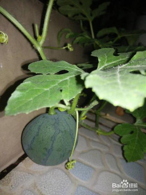 吃生瓜要去籽吗,健康饮食的细节考量