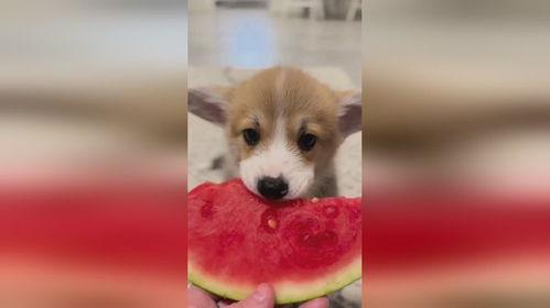 国外吃瓜狗狗,揭秘国外“吃瓜狗狗”的趣味生活