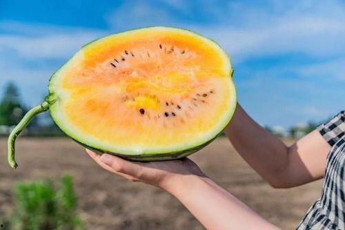 吃瓜小农,揭秘农村生活的酸甜苦辣  第2张