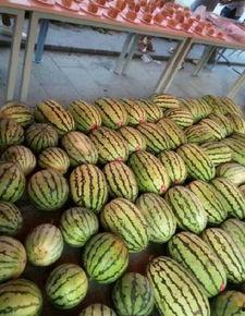 大迪成都吃瓜,揭秘网红美食背后的故事  第1张