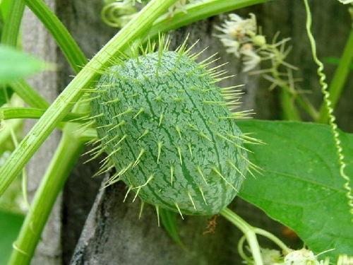 刺儿瓜怎么吃,解锁美味新体验  第2张