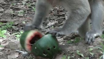 猴王吃瓜的视频,瓜果盛宴欢乐无限  第3张