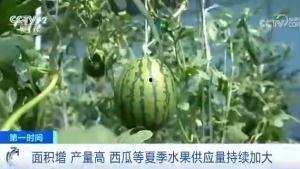 睢县吃瓜群众,吃瓜群众的欢乐盛宴  第1张