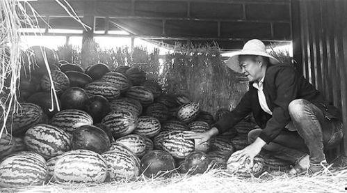 睢县吃瓜群众,吃瓜群众的欢乐盛宴  第2张