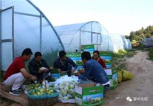 睢县吃瓜群众,吃瓜群众的欢乐盛宴  第3张