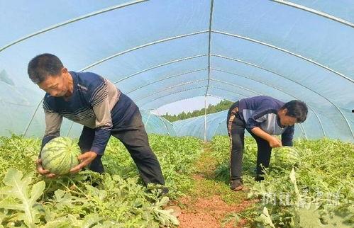 摸藤吃瓜,探寻乡村生活的悠闲与美好