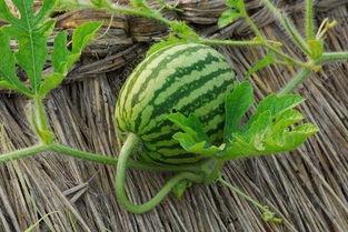 摸藤吃瓜,探寻乡村生活的悠闲与美好