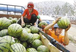 鸟会吃瓜,自然界的美食探索之旅