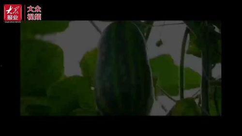 白天吃瓜视频,短视频时代的娱乐盛宴