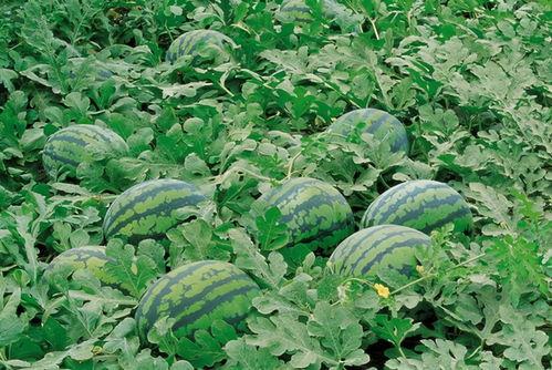 汉江吃瓜视频大全,揭秘热门话题背后的趣味真相