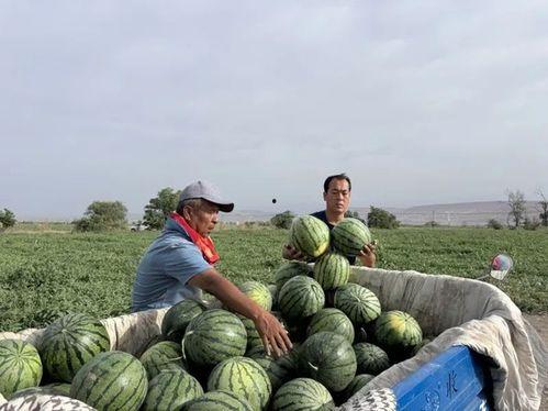 甘旗卡吃瓜,一场别开生面的吃瓜盛宴