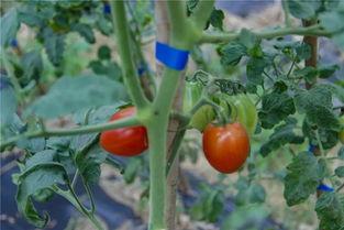 安心吃瓜的瓜王,揭秘娱乐圈幕后真相