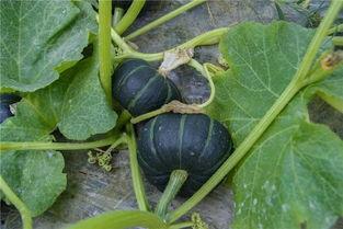 安心吃瓜的瓜王,揭秘娱乐圈幕后真相