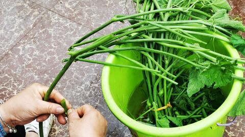 南瓜苗吃嫩瓜,从嫩瓜到美味佳肴的旅程