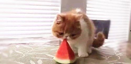 一只吃瓜小猫