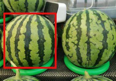 吃瓜甜不,甜蜜背后的秘密