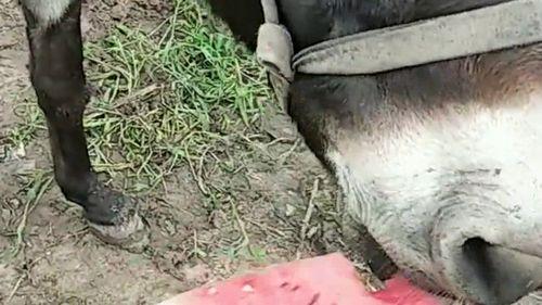 老驴吃自己的瓜