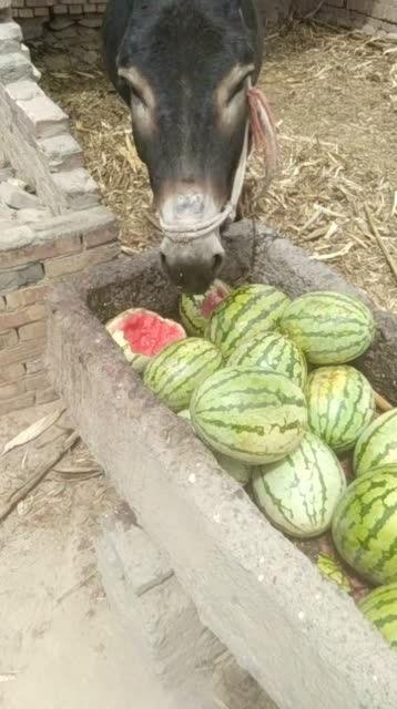 老驴吃自己的瓜