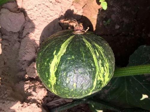 吃贝贝瓜的视频,一窥视频中的甜蜜瞬间