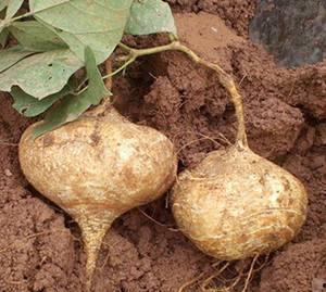 孕妇可以吃土耳瓜吗,土耳瓜的适宜与禁忌