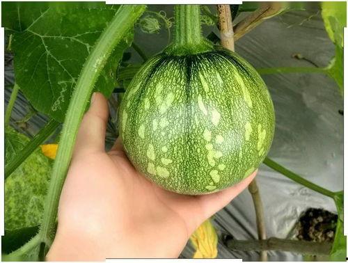 上海娄教练吃瓜,一场网络热议的瓜田奇谈