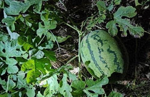 你们网上吃瓜,揭秘虚拟世界中的围观文化