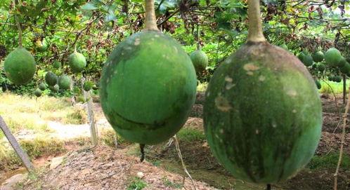 弥勒吃瓜为什么没人,揭秘佛祖的幽默一幕