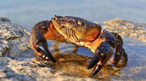 瓜哥吃瓜螃蟹是哪一集,揭秘热门剧集背后的美食诱惑  第2张