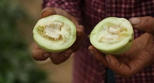 副瓜怎么吃 第2张 副瓜怎么吃 第2张