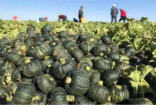 不吃真瓜吃假瓜,揭秘瓜果世界的奇幻之旅