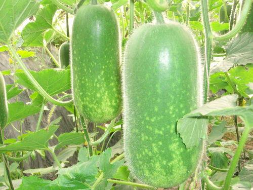 减肥高瓜可以吃吗,高瓜是否适宜食用？揭秘高瓜在减肥饮食中的角色